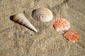 Vacances à la plage: peux t-on ramasser les coquillages ?