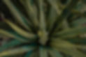 amfinch_website-12_edited.jpg