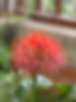IMG_2518.jpeg