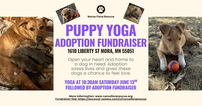 puppy yoga.jpg