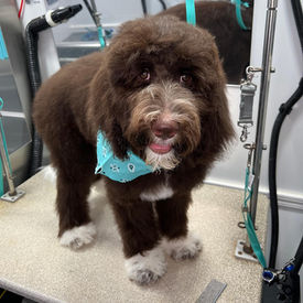 Sheepadoodle