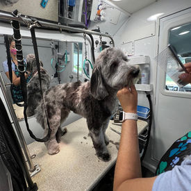 Aussiedoodle