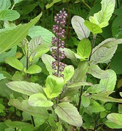 Basil(Tulsi)