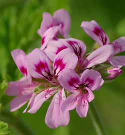 Geranium