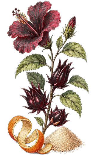 Vintage botanical illustration of a deep red hibiscus flower with green leaves.
