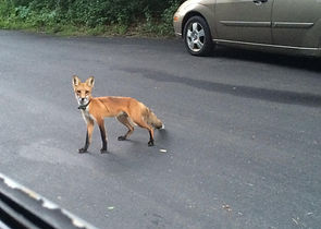 fox in street from fb.jpg