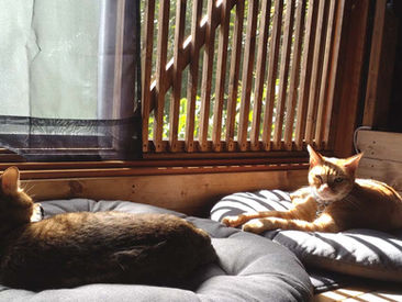 窓辺の木製カウンターに置かれたクッションの上で、日向ぼっこをしながらくつろぐ2匹の愛猫。格子窓から差し込む柔らかな光が、猫の毛並みと静かなアトリエの室内を照らしています。