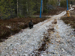 Korpens sommarutmaning