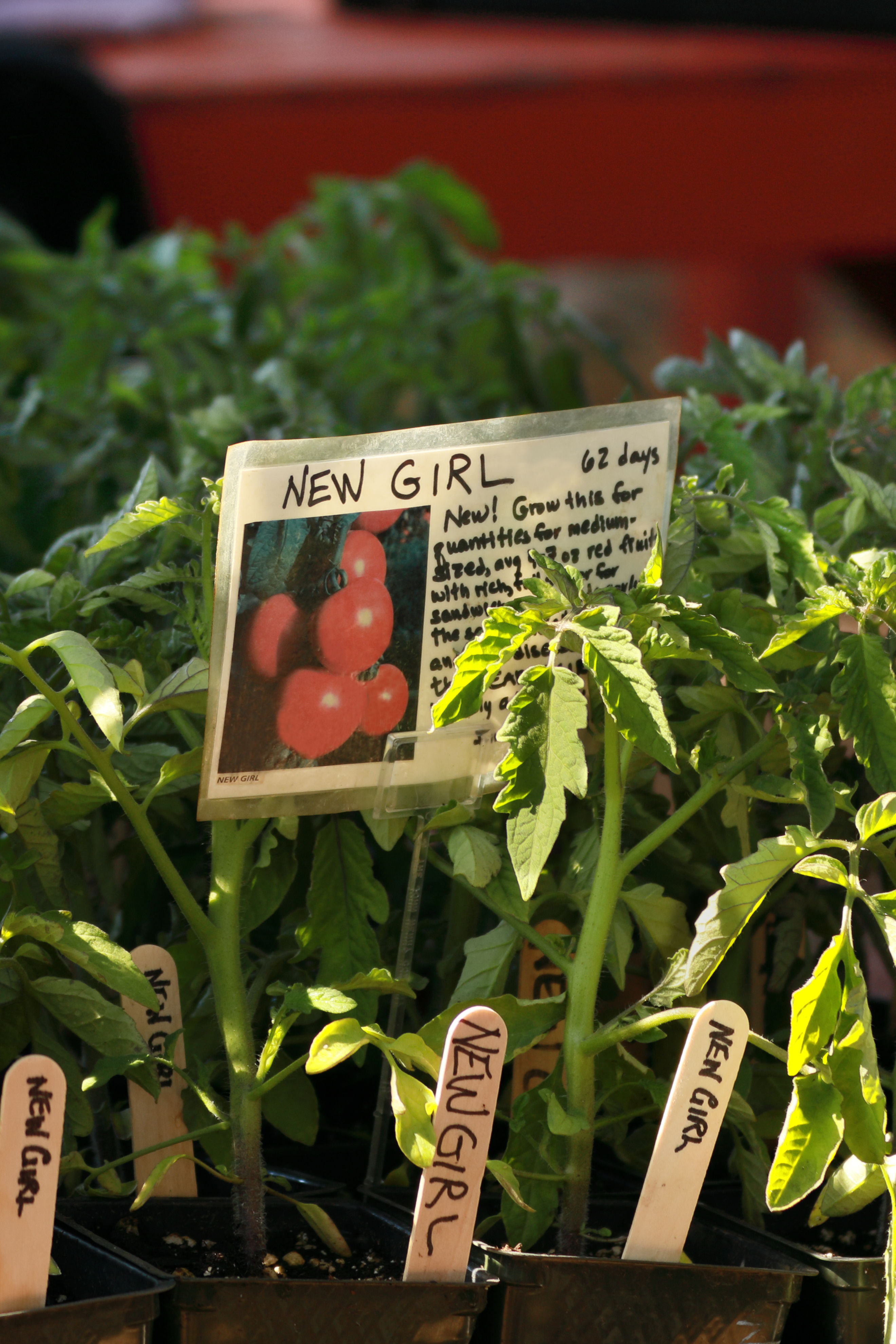 New Girl Tomato Plant