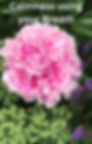 Pink flower on cover of ebook Calmness using your breath