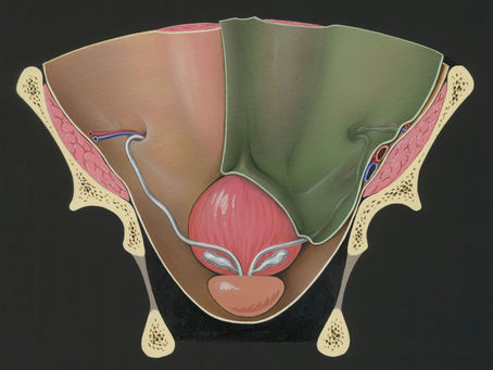 Schematic display of position of prostate in lower pelvis