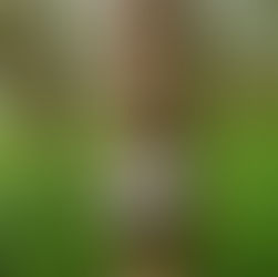 Karet dan Kegunaannya