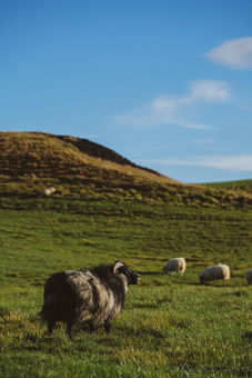 Sheep