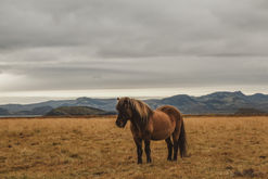 Icelanding horse chilling