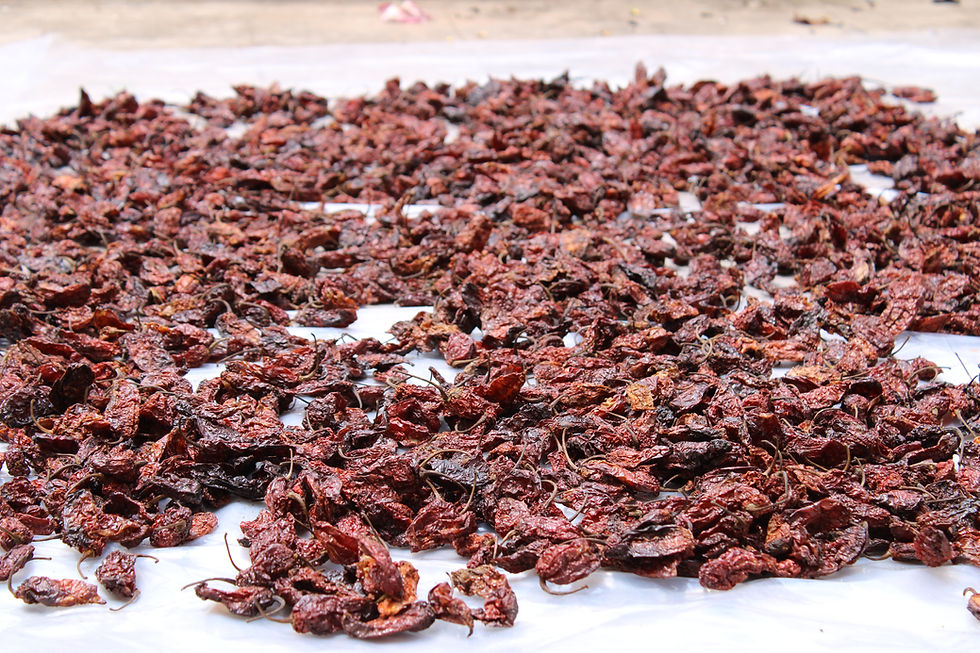 Miniatura: Naga Ghost Chilli (Sun Dried)