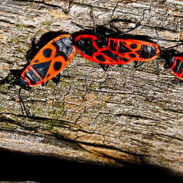 Feuerwanze im Garten: Gefährlicher Schädling oder nützlicher Helfer?