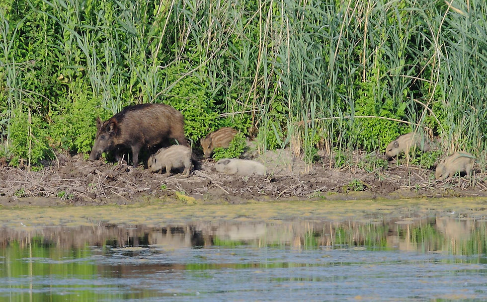 Pille für das Wildschwein