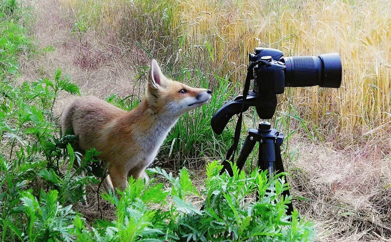 Neugieriger Fuchs am Fotoapperat