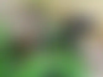 Fuchsspuren im Herzen sind Höhepunkte im Leben