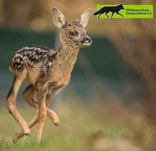 rennendes rehkitz mit langen beinen