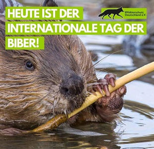 tag des bibers 300p.jpg