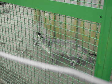 Guantánamo für Füchse im Wildpark Frankenberg (Eder), Hessen