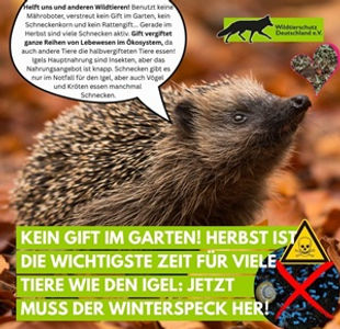 Igel Insta300.jpg