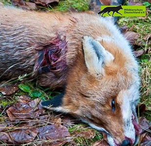 Bei der Jagd erschossener Fuchs