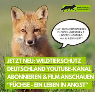 Ankündigung Fuchsdoku 300.jpg
