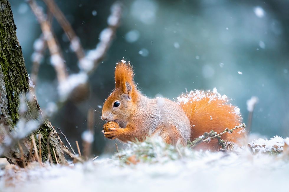 Viele Gefahren, denen Wildtiere heute ausgesetzt sind, sind menschengemacht. Die Würde des Tieres zu achten, heißt auch, sein Leid nicht zu ignorieren, wenn wir die Möglichkeit haben, es zu lindern. Bild: Adobe Stock