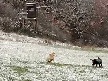 Jagdhunde reißen 15 Schafe in Kirchwald/Rheinland-Pfalz
