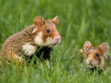 Hamster - in Hanau wird Maisanbau im Hamsterhabitat als Naturschutz verkauft