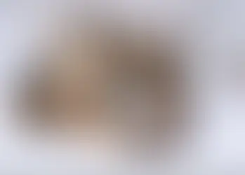 Der Bestand der Wölfe in Deutschland wächst nur langsam