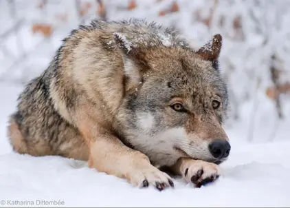 Der Bestand der Wölfe in Deutschland wächst nur langsam