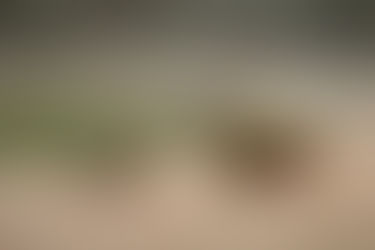 Fressen Rehe den Lebensraum Wald auf?