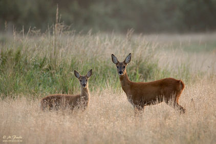 Fressen Rehe den Lebensraum Wald auf?
