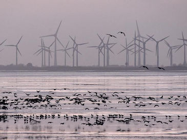 Windenergie: Die Naturschutzregeln werden aufgeweicht