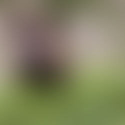 Speziesismus bei Wildtieren – wenn der Wert nach Tierart beurteilt wird