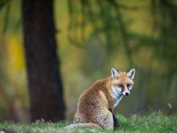 Kommentar zur Novellierung des Landesjagdgesetzes in NRW