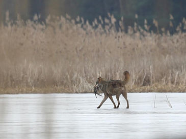 Willkommen Wolf - ländliche Bevölkerung für strengen Schutz