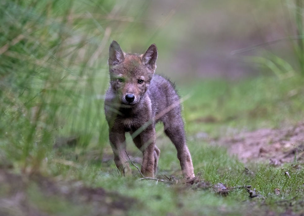 Die Tötung jedes adulten Wolfes eines Rudels gefährdet das Leben der vorhandenen Jungtiere. Bild: Detlev Hinrichs