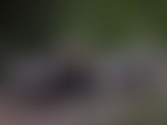 Ökologisches Jagdgesetz zum Abschuss frei gegeben