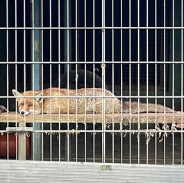 Erneut im Visier: Mangelhafte Unterbringung von Füchsen im Foxterrier-Klub Klein-Auheim bei Hanau