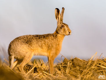 Hobbyjagd – Kampagnen in Mainz und in Potsdam