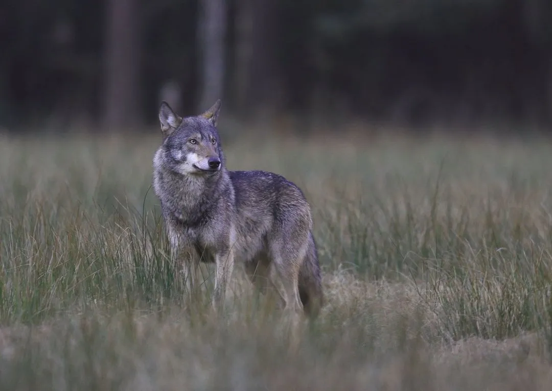 Bayerische Wolfsverordnung ist rechtswidrig - Stellungnahme