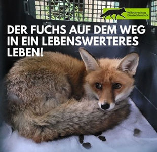Fuchs aus der Schliefenanlage DTK Westmünsterland Rhede