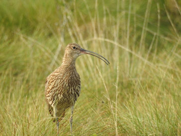 Jagd im Wiesenvogelschutz – ein Beispiel aus dem Kreis Borken (NRW)