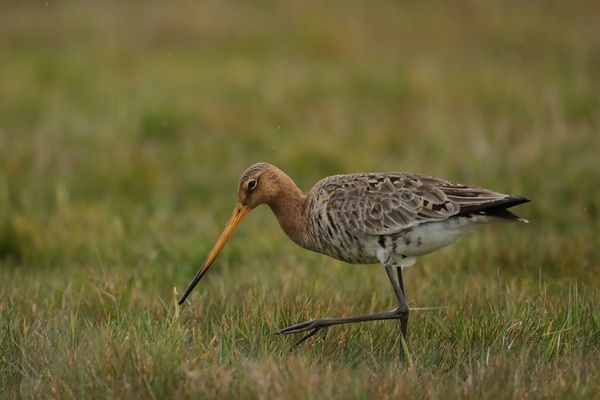 Uferschnepfe auf der Wiese, Wiesenbrüterschutz