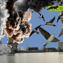 Artenschutzverstoß: RWE nimmt Auslöschung einer der bedeutendsten Mehlschwalben-Kolonien bei geplanter Sprengung am AKW Biblis billigend in Kauf