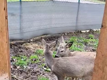 Straftat Tierrettung – vom Helfer zum Wilderer